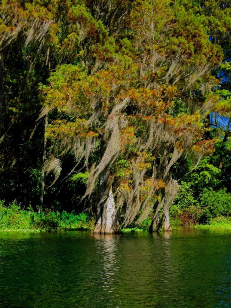 rainbow-springs-state-park