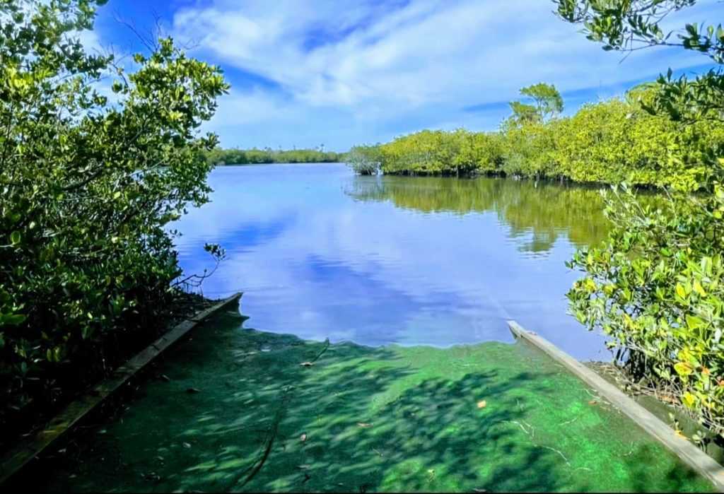 werner-boyce-salt-springs-state-park