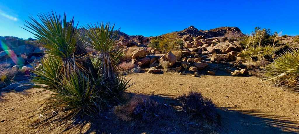 joshua-tree-national-park