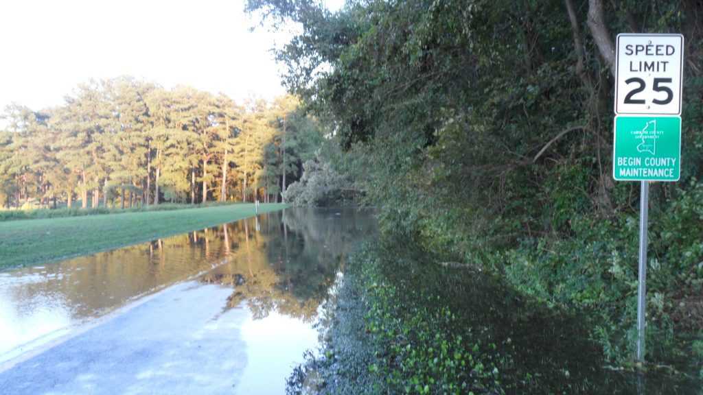 Greenery view Tuckahoe State Park