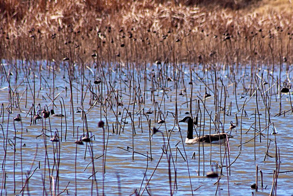 duck Lake Arrowhead State Park