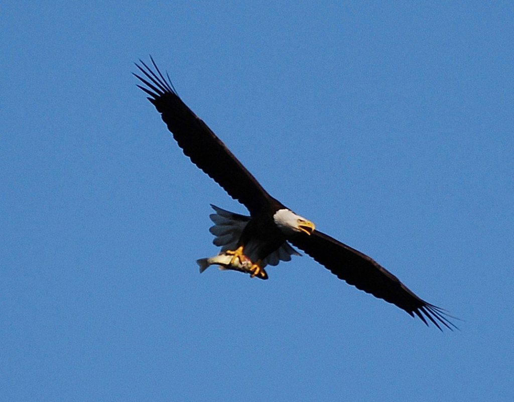 eagle at Lake Guntersville State Park