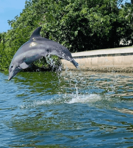 Dolphin Don Pedro Island State Park