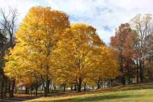 Yellow leaves view Herrington Manor State Park