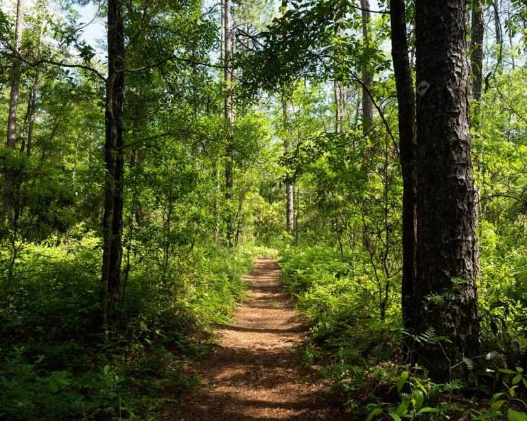 Escape to Aiken State Park: Where History Meets Nature in South Carolina