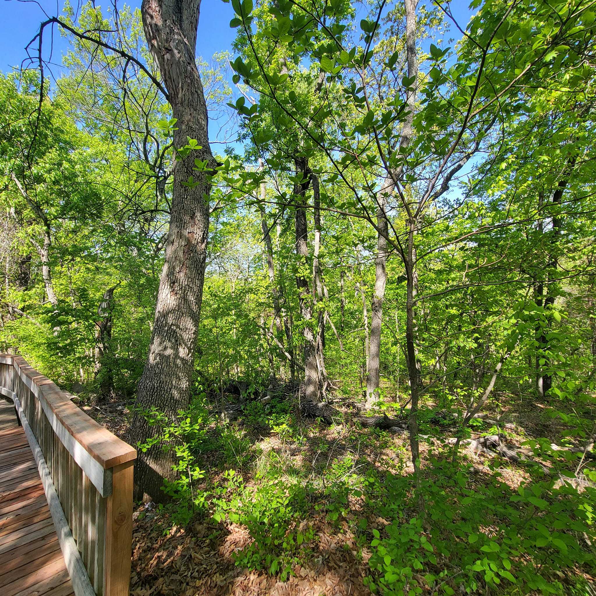 Explore Babler State Park A Gateway to Outdoor Adventures and Serenity