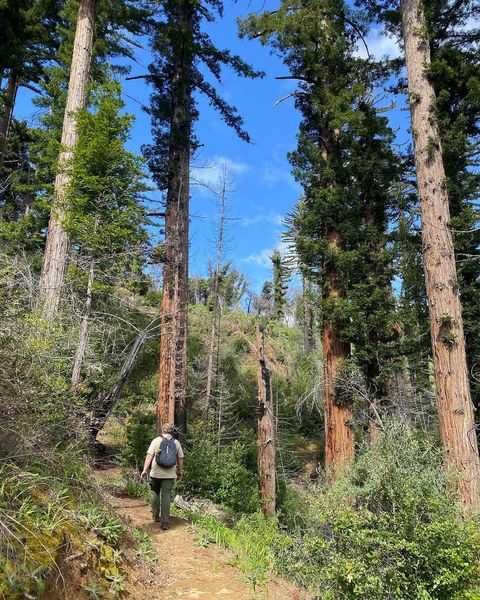 pfeiffer big sur state park