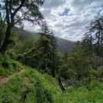 Why Pfeiffer Big Sur State Park Should Be on Your Travel Bucket List