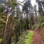 Unveiling the Secrets of Pfeiffer Big Sur State Park