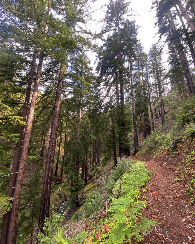 pfeiffer big sur state park